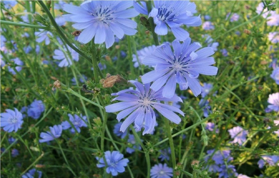 Цикорий для желчного пузыря