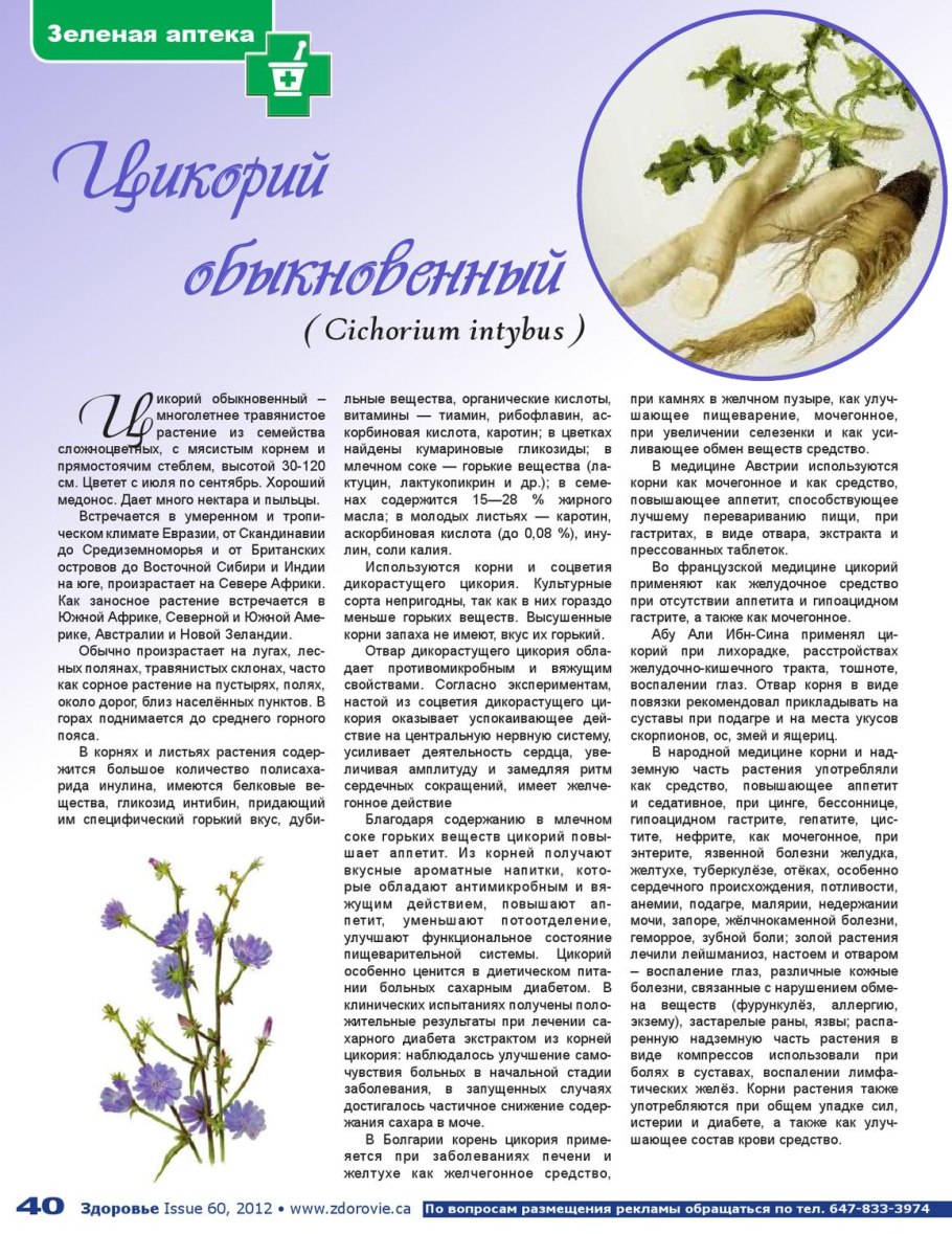 Цикорий обыкновенный сорные растения