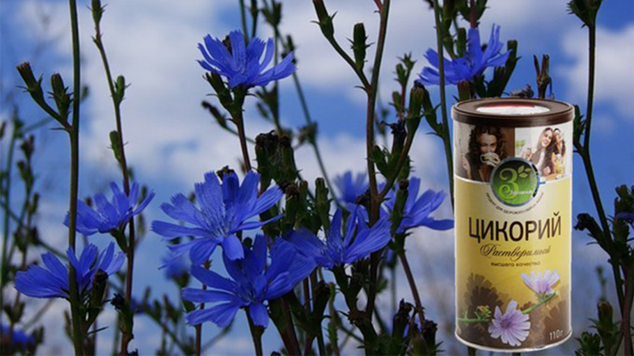 Цикорий обыкновенный