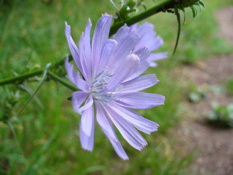 Цикорий обыкновенный