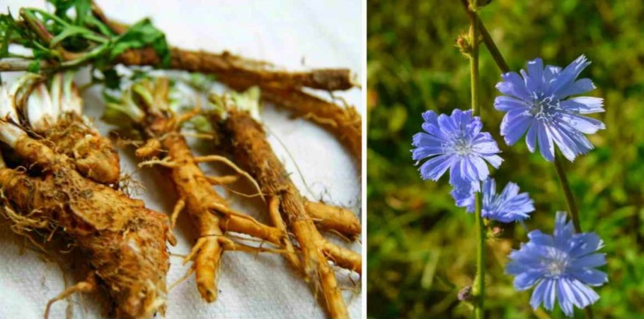 Таволга описание