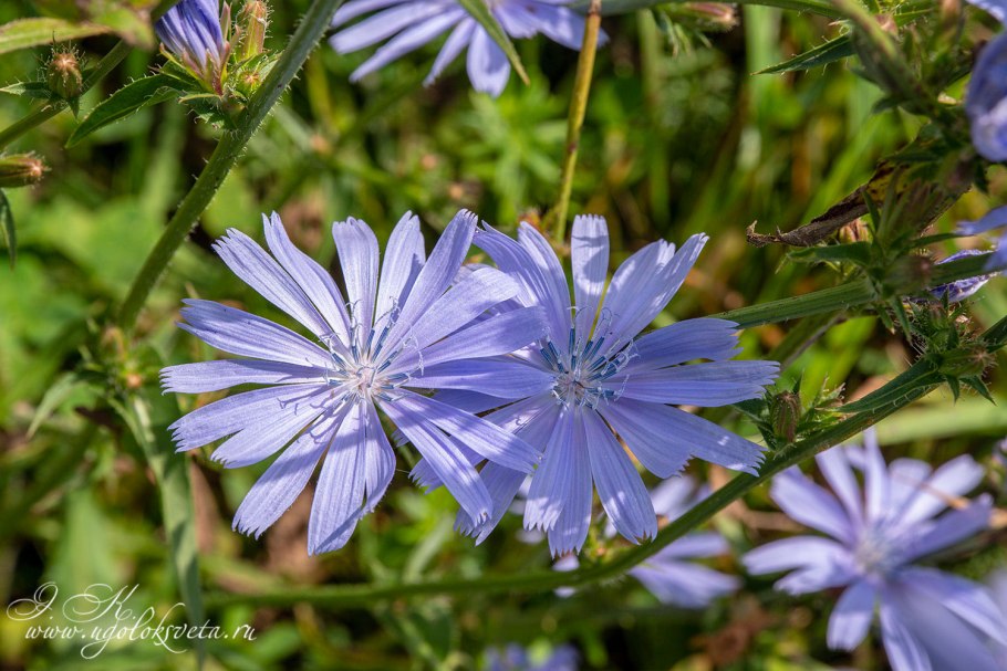 Цикорий растение
