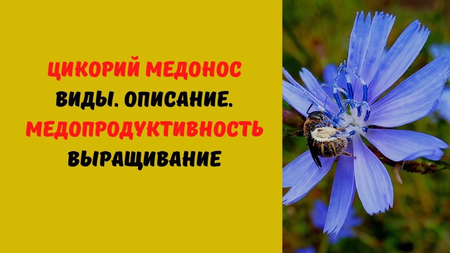 Цикорий для похудения