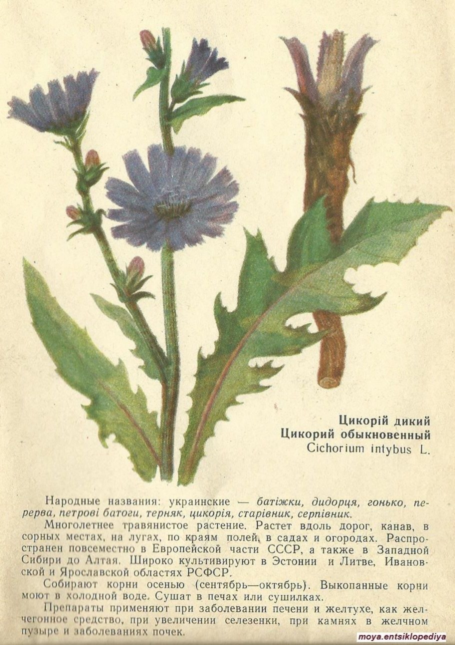 Цикорий лекарственная трава