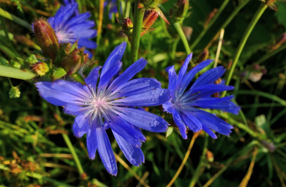 Цикорий Мясников