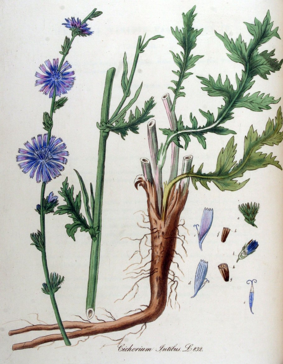Цикорий обыкновенный