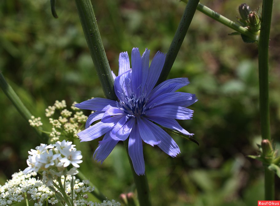 Цикорий обыкновенный корневой
