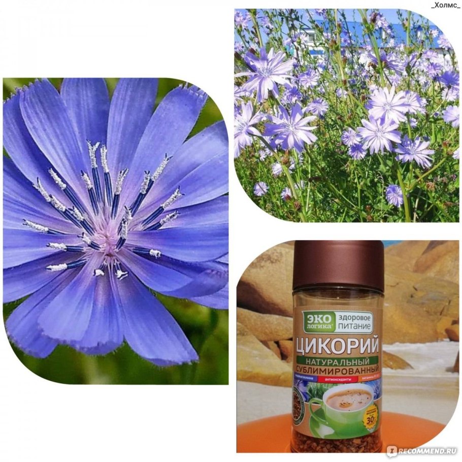Цикорий обыкновенный корень