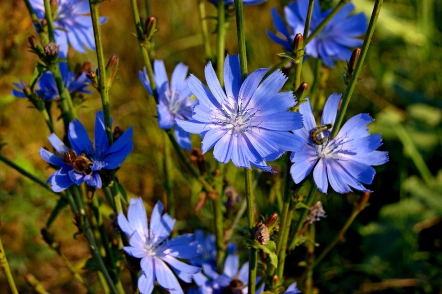 Чем полезен цикорий