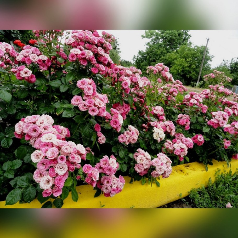 Роза бордюрная Лидия