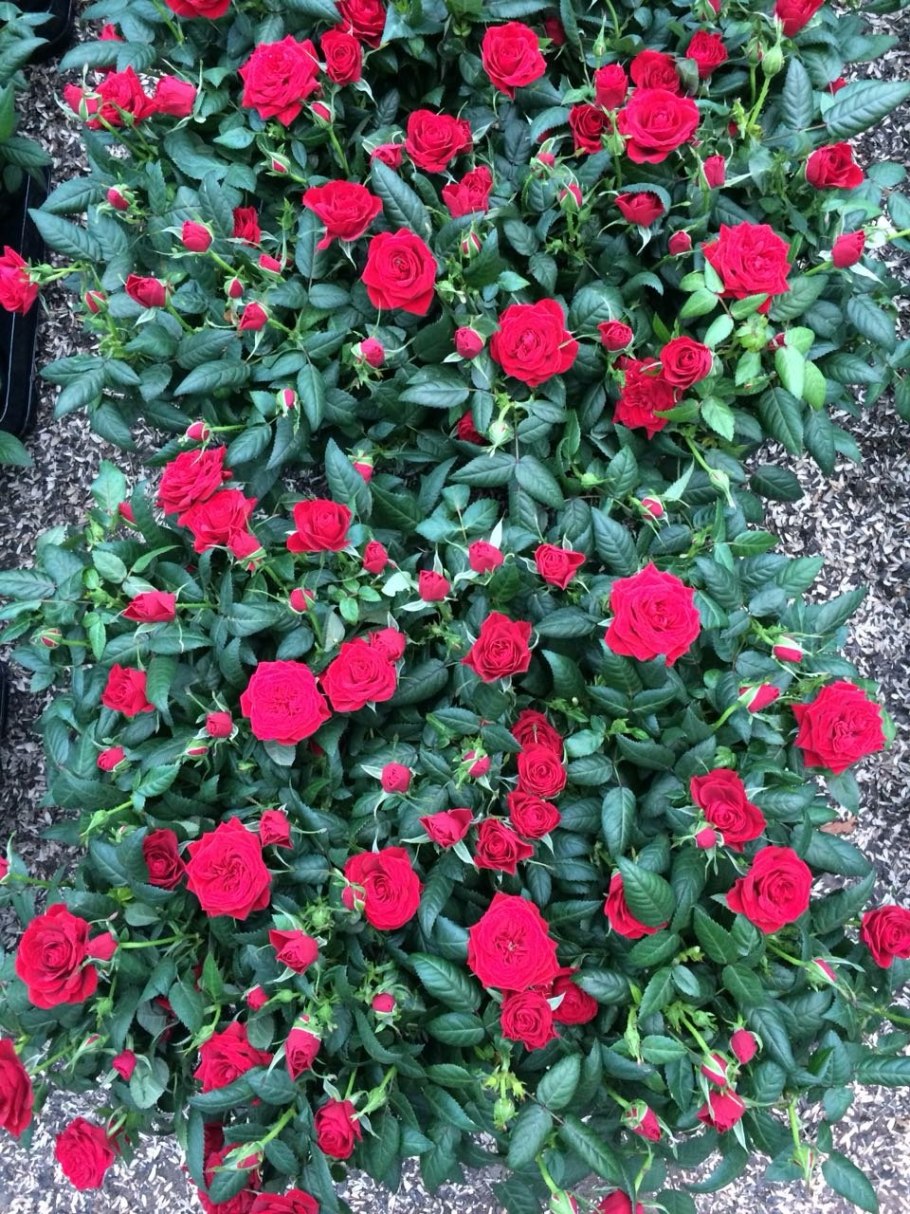 Роза бордюрная красная