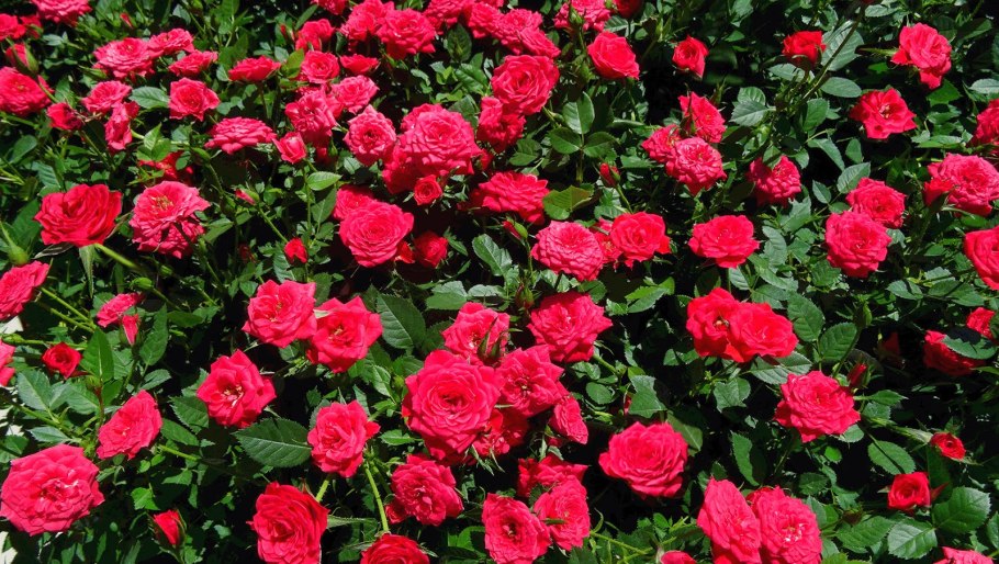 Роза миниатюрная Мейди