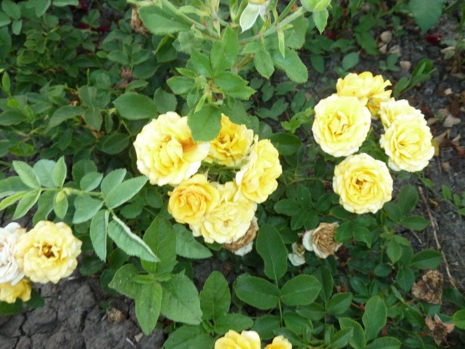 Роза бордюрная Корснода