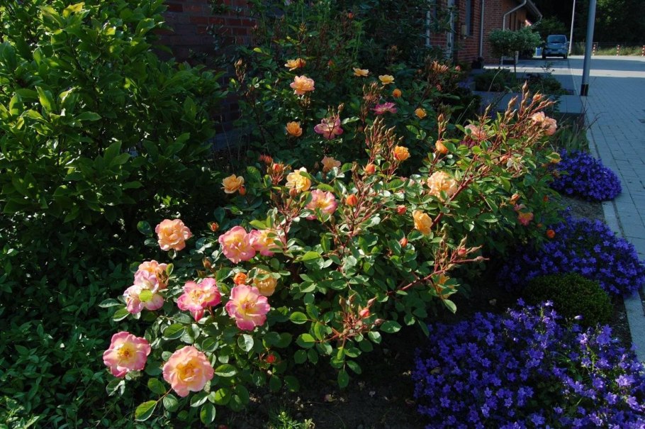 Роза бордюр Априкот