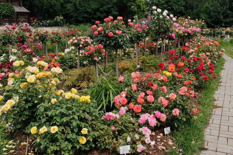 Роза Розария Югторсан