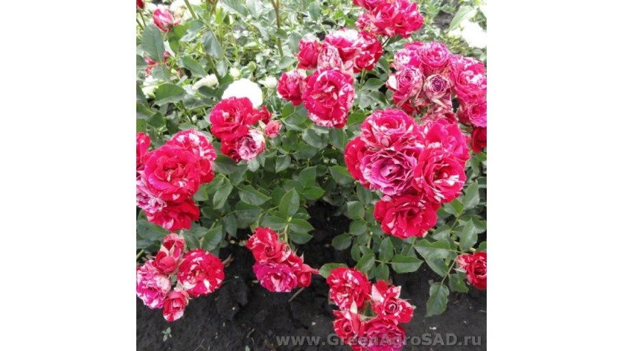 Бордюрные розы в ландшафтном дизайне