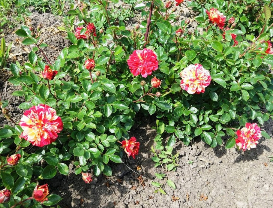 Роза почвопокровная Морсдаг