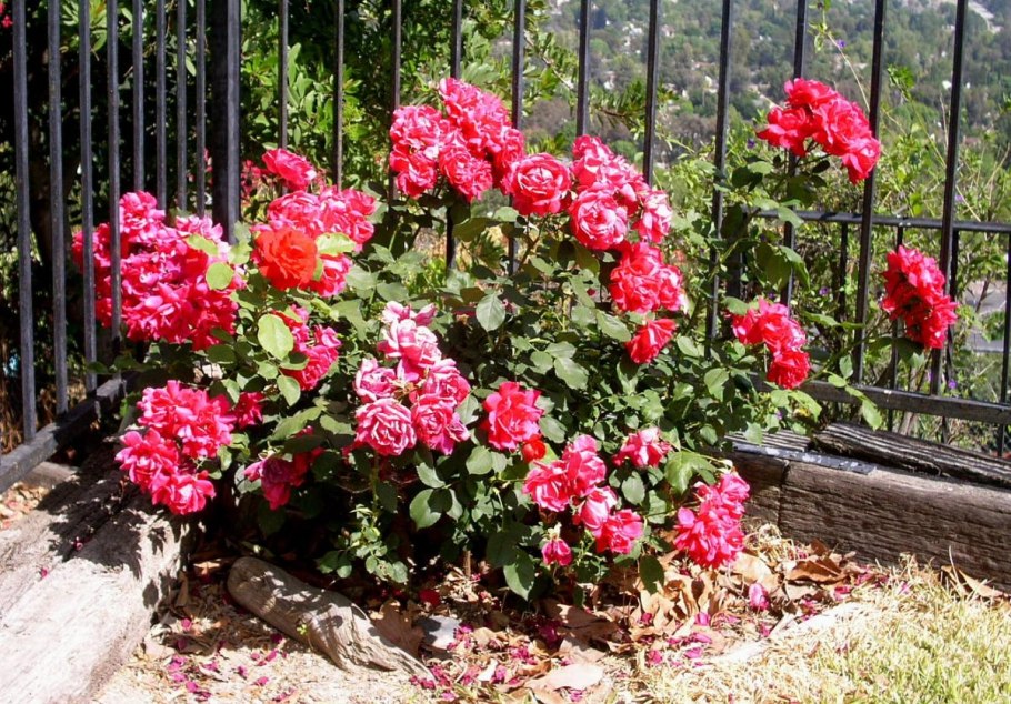 Роза бордюрная Пикси