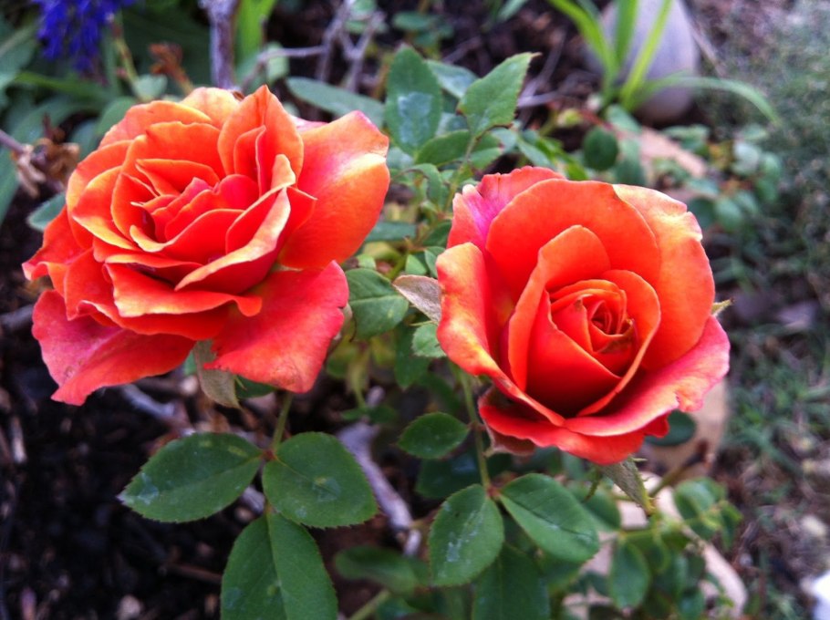 Роза бордюрная Николь