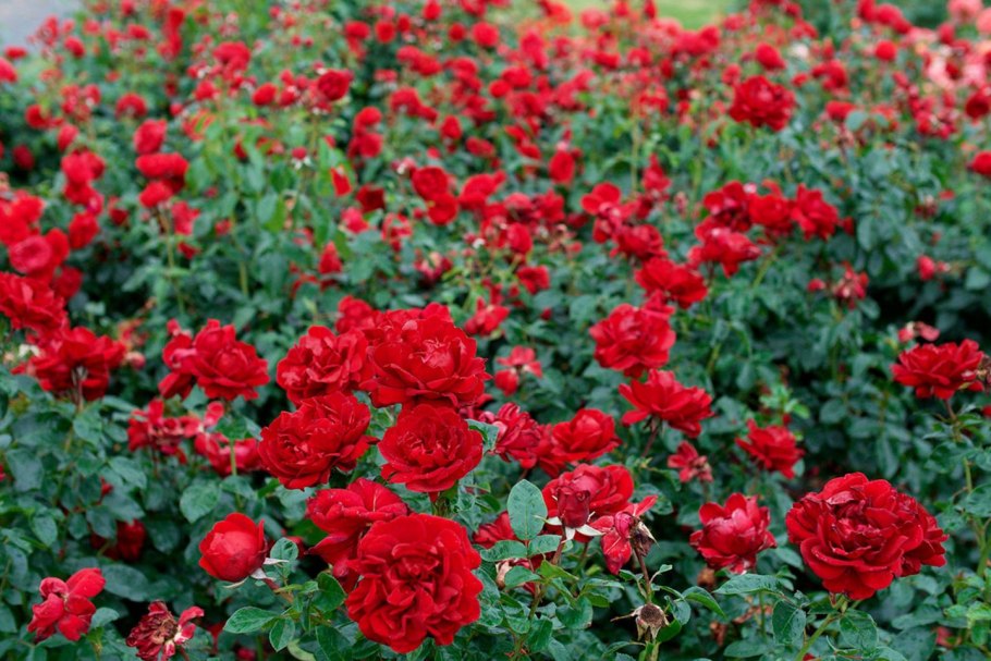 Роза бордюрная красная