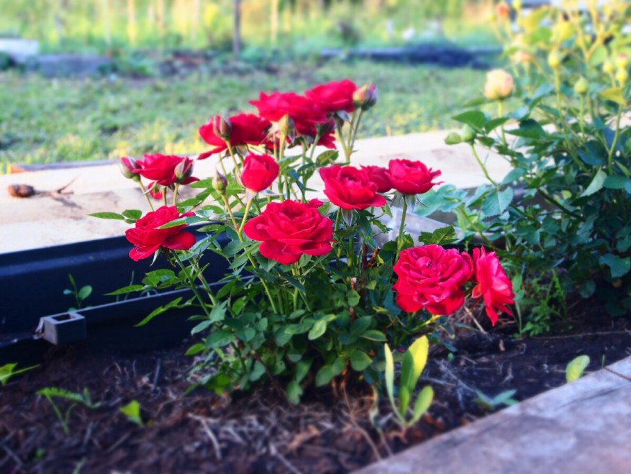 Роза бордюрная Шармант