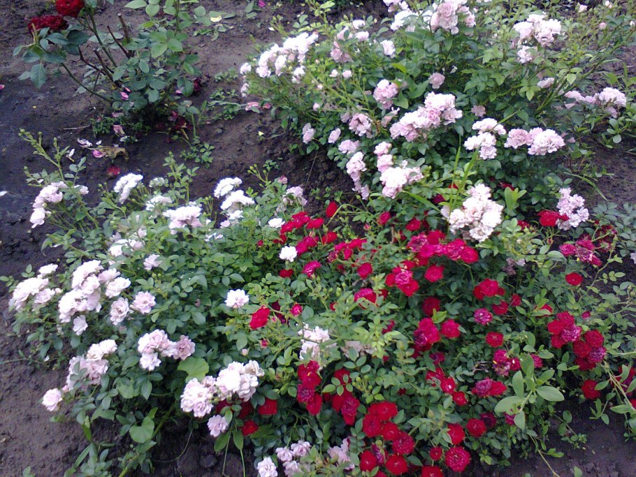 Роза бордюрная Николь