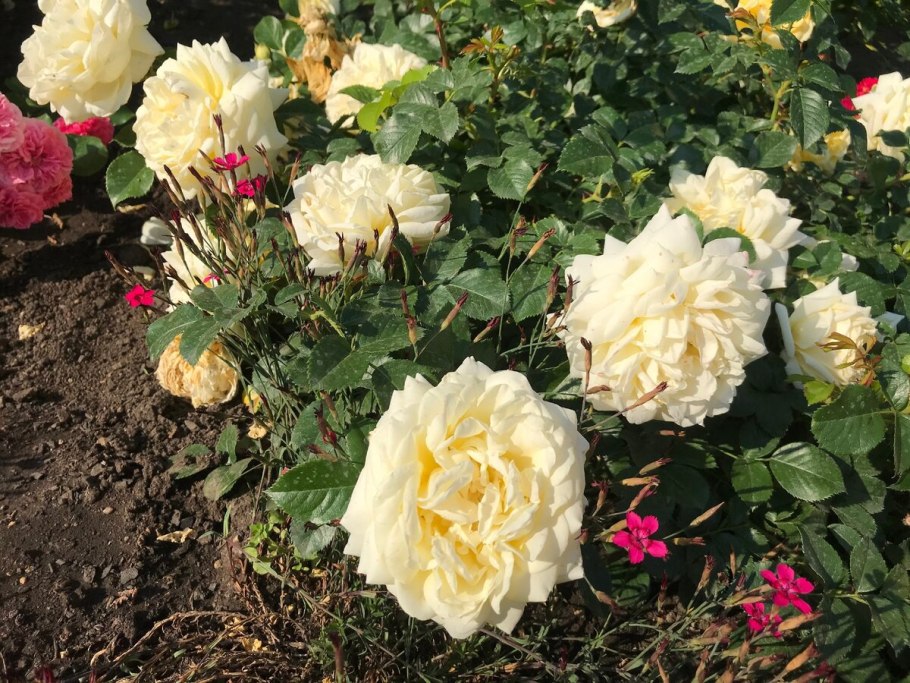 Роза бордюрная красная