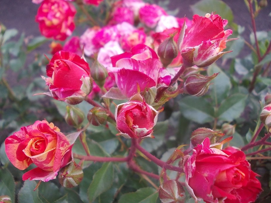 Роза бордюрная Файнер флеш