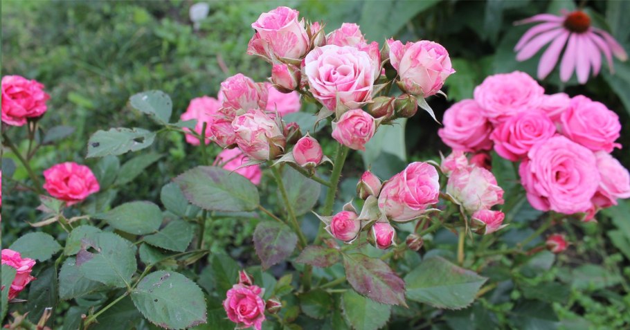 Роза миниатюрная бубикопф