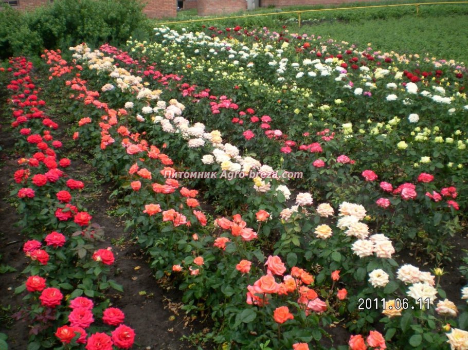 Роза бордюрная Голден ирс