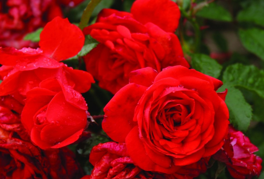 Роза бордюрная красная