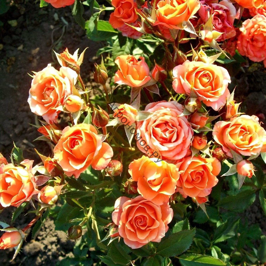 Бордюрная роза патио