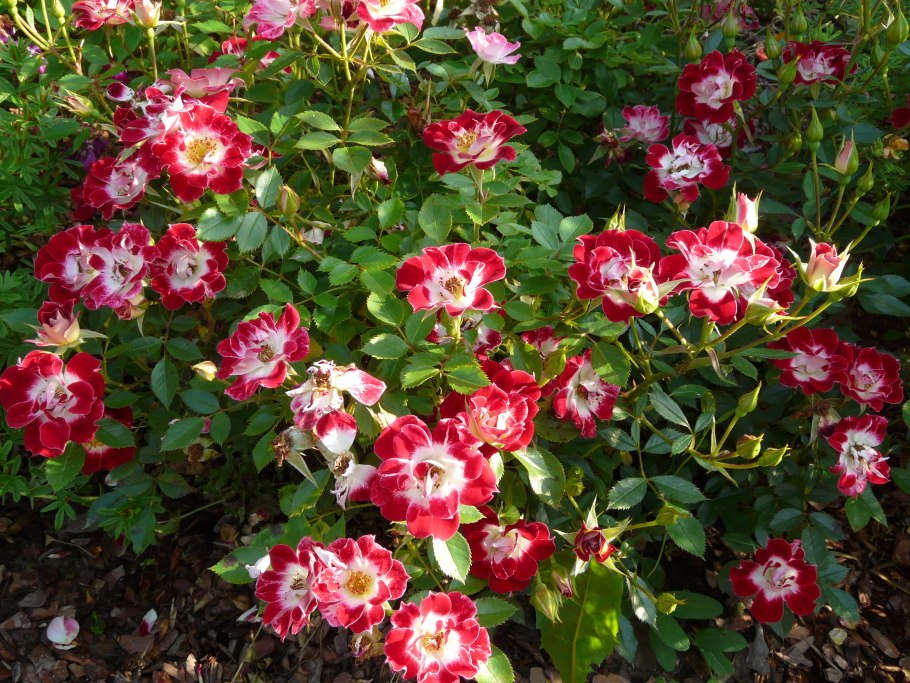 Роза миниатюрная Литтл артист