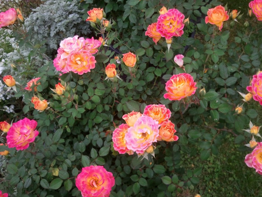 Бордюрная роза патио