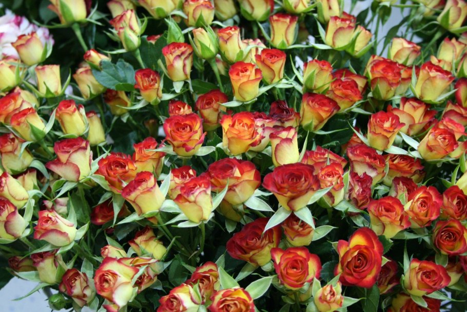 Роза Шармант