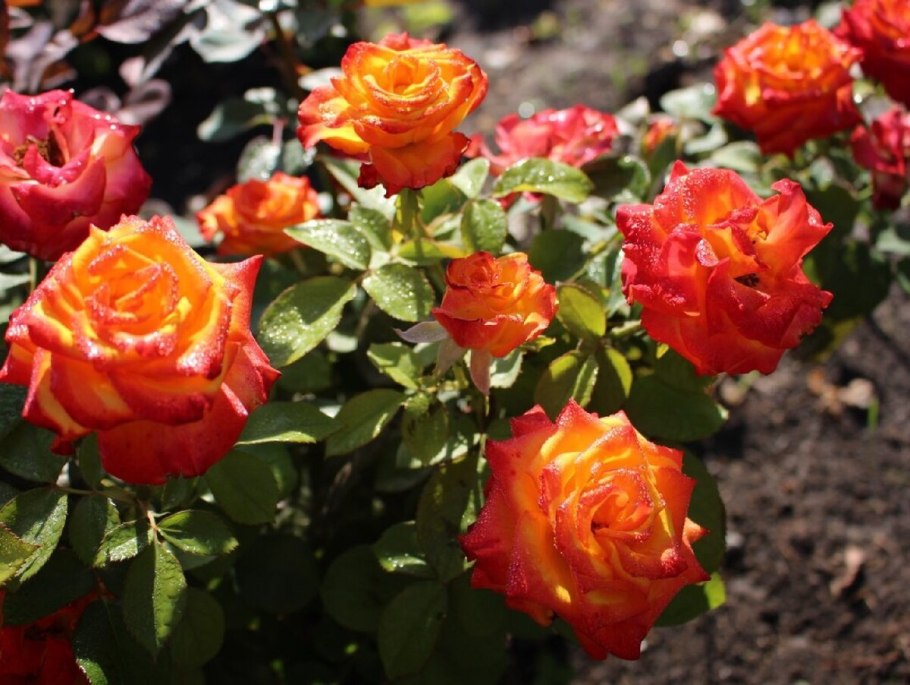 Роза бордюрная оранж Беби