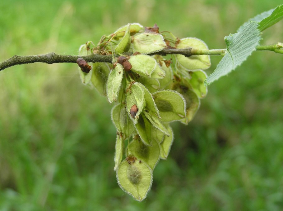 Ulmus laevis плоды