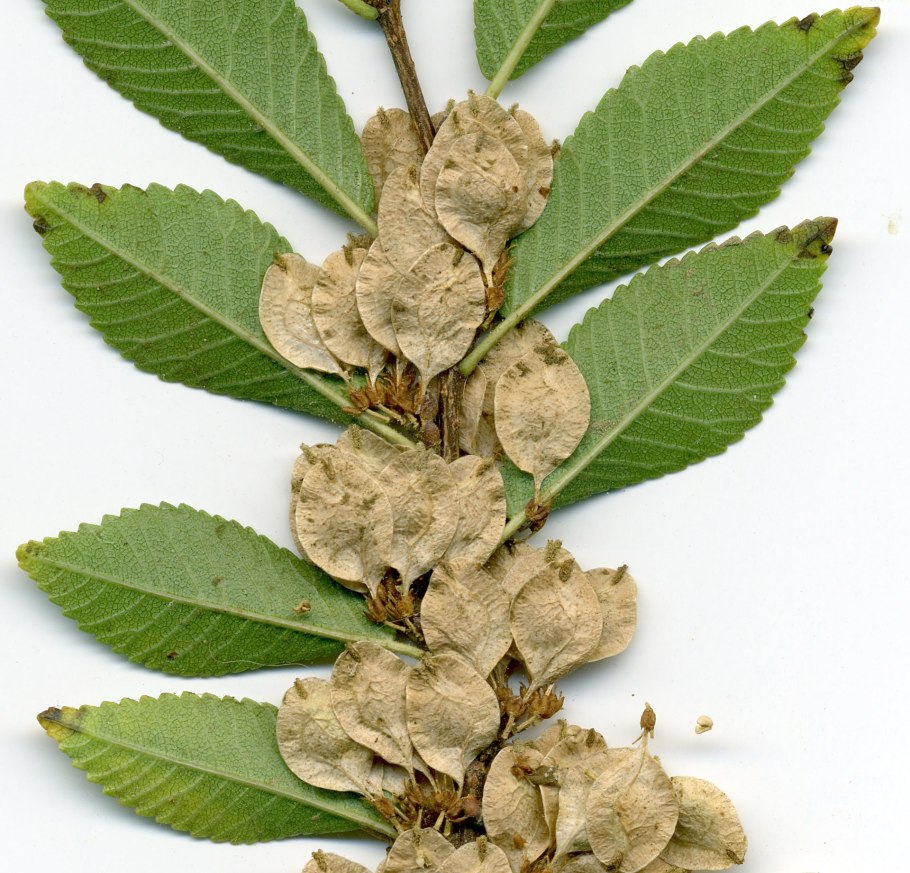 Вяз мелколистный семена