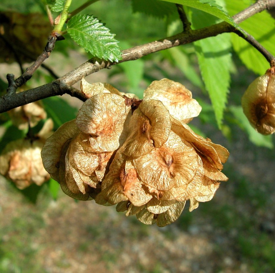Вяз малый (Ulmus Minor)