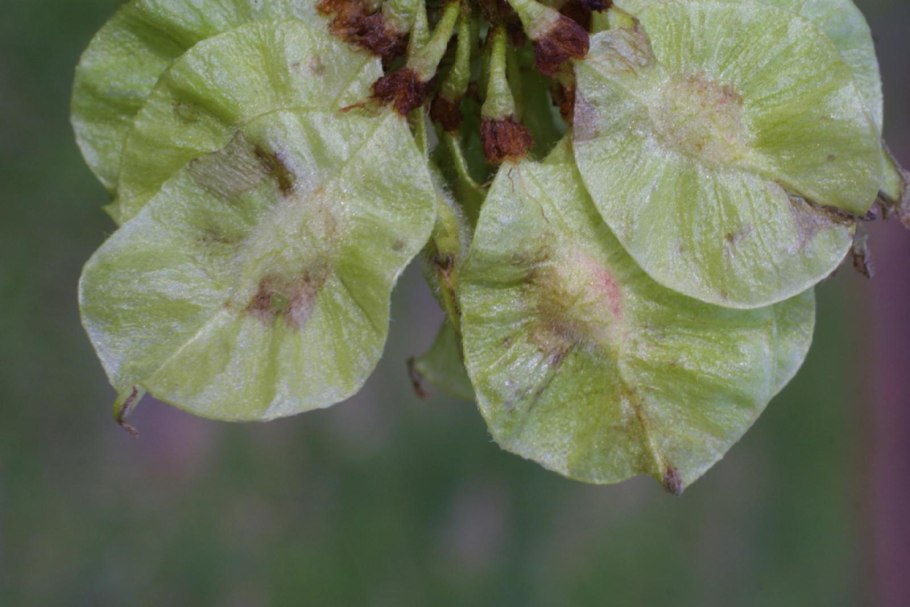 Вяз шершавый (Ulmus glabra)