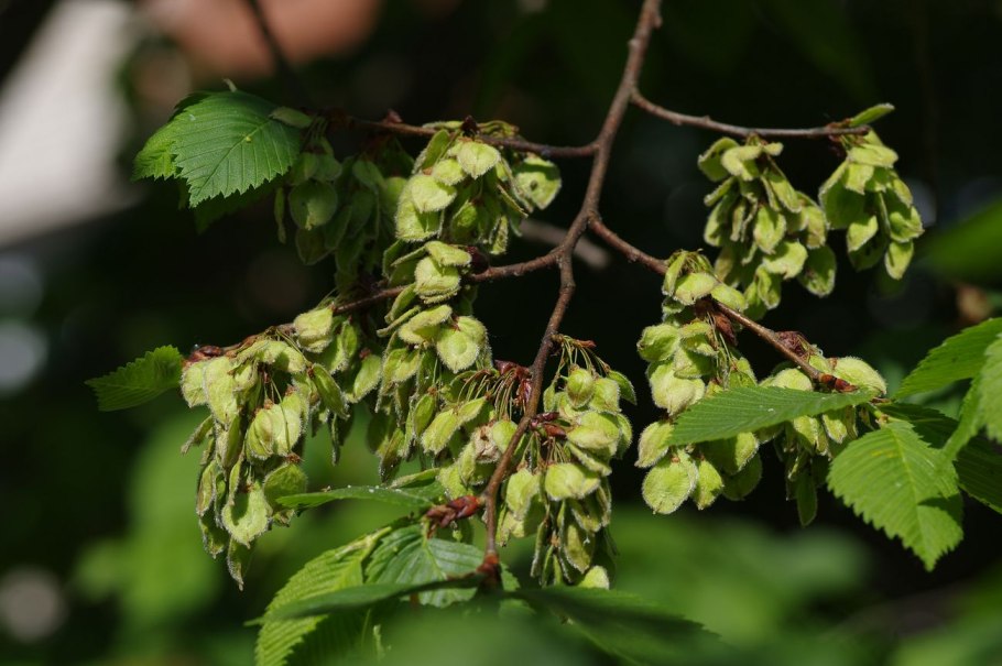 Вяз гладкий (Ulmus laevis)