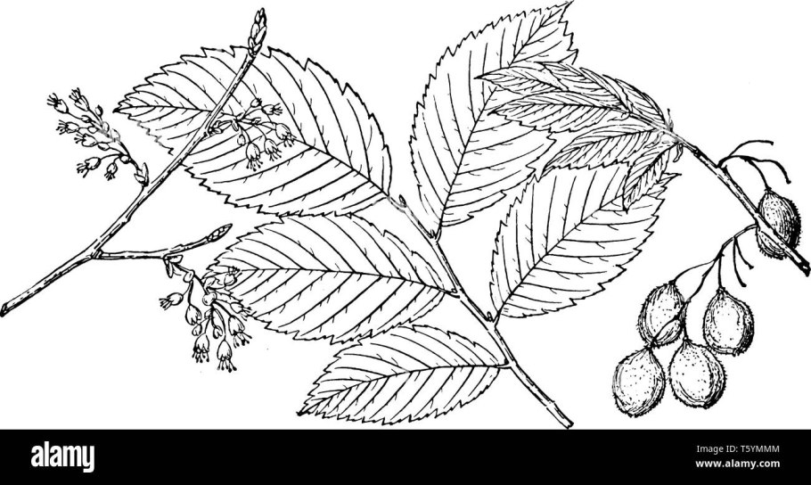 Ulmus rubra, скользкий вяз