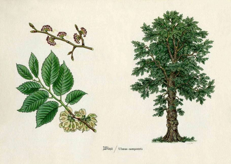 Граба восточного (Carpinus orientalis