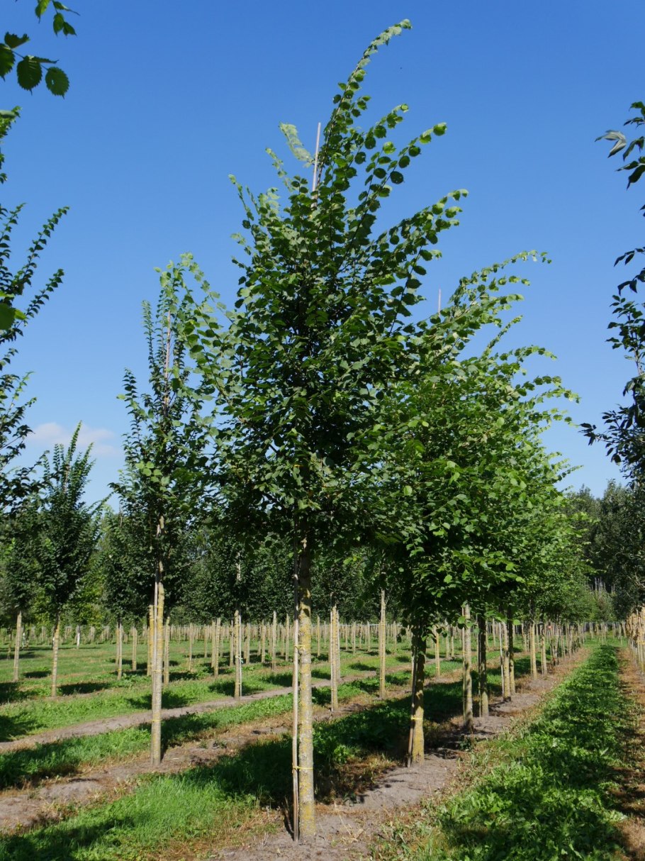 Ulmus pumila