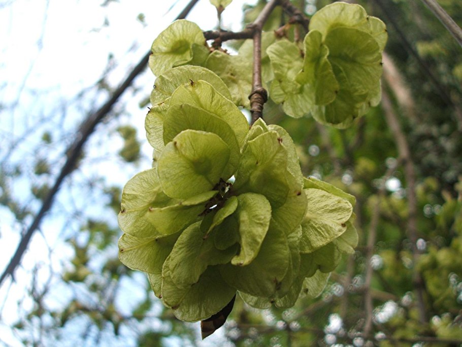 Карагач дерево семена