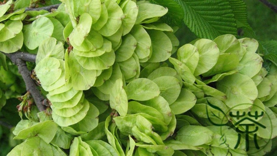 Вяз мелколистный семена