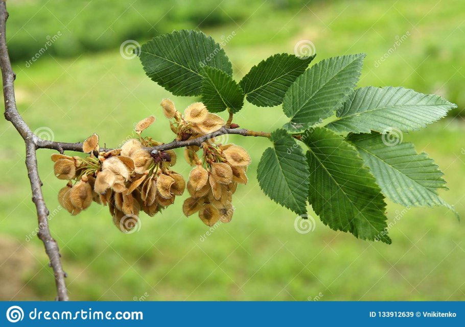 Плоды вяза
