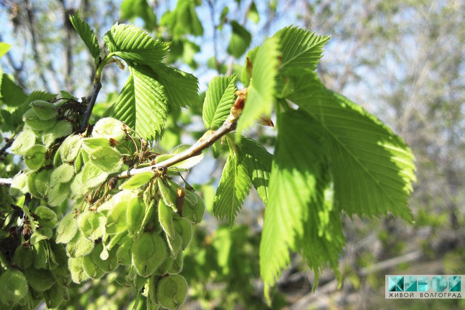 Карагач дерево листья семена