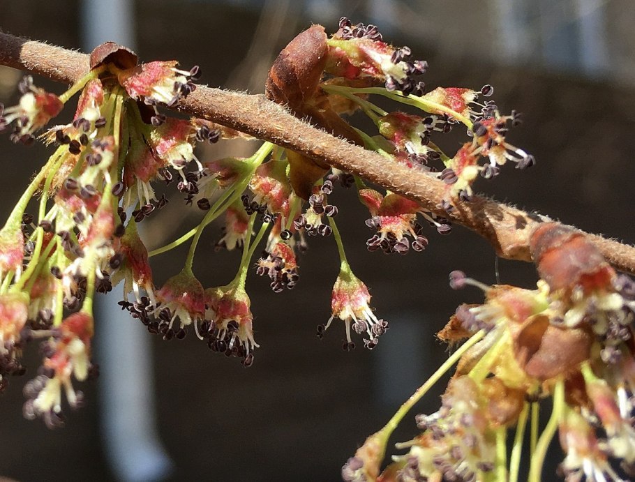 Вяз дерево листья