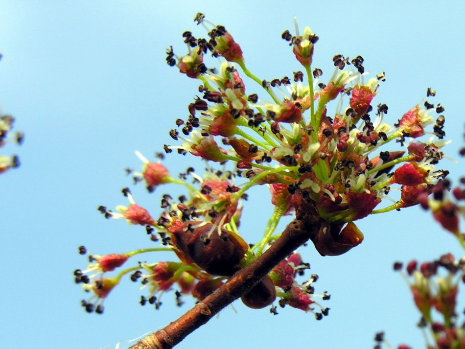 Вяз приземистый Ulmus pumila